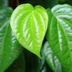 daun sirih