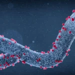 Marburg Virus Disease