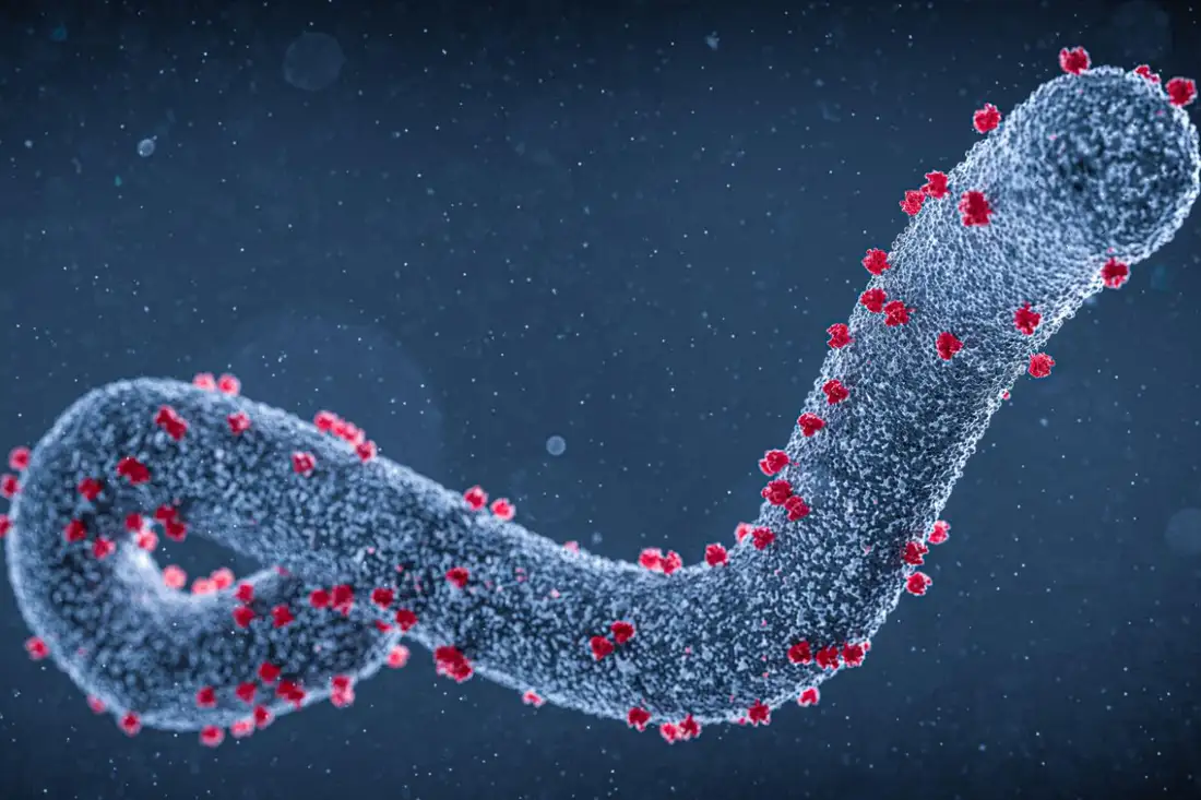 Marburg Virus Disease