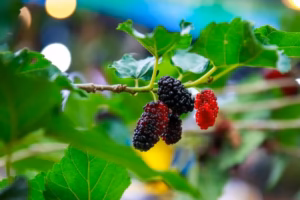 Mulberry Fruit