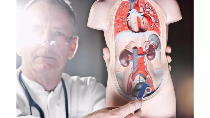 ureter kiri