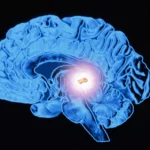 kelenjar pineal