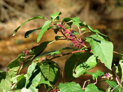 Phytolacca americana