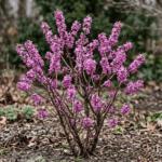 Daphne mezereum