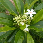 Cerbera manghas