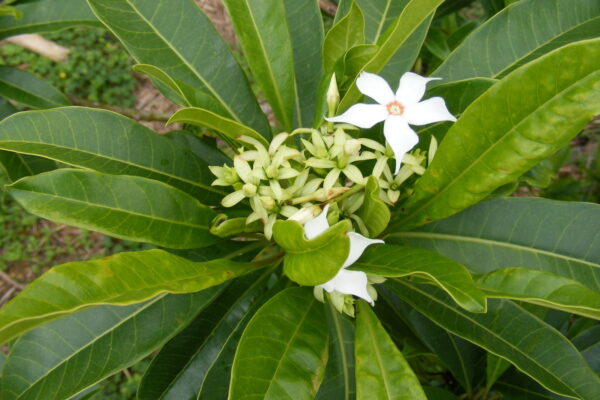 Cerbera manghas
