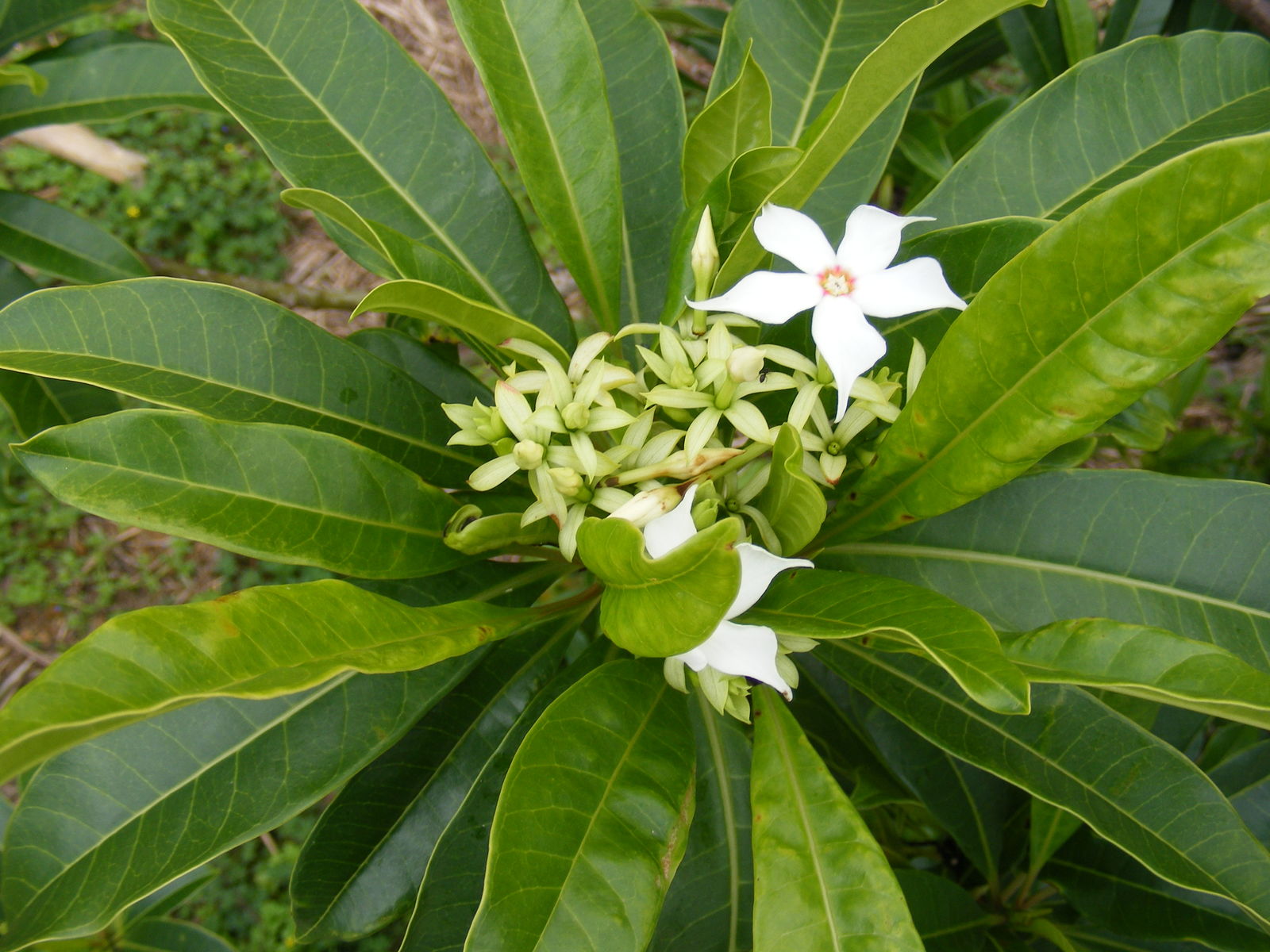 Cerbera manghas