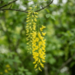 Laburnum anagyroides