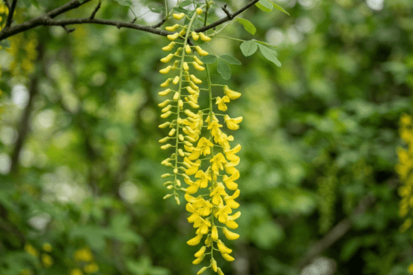 Laburnum anagyroides