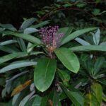 Daphniphyllum