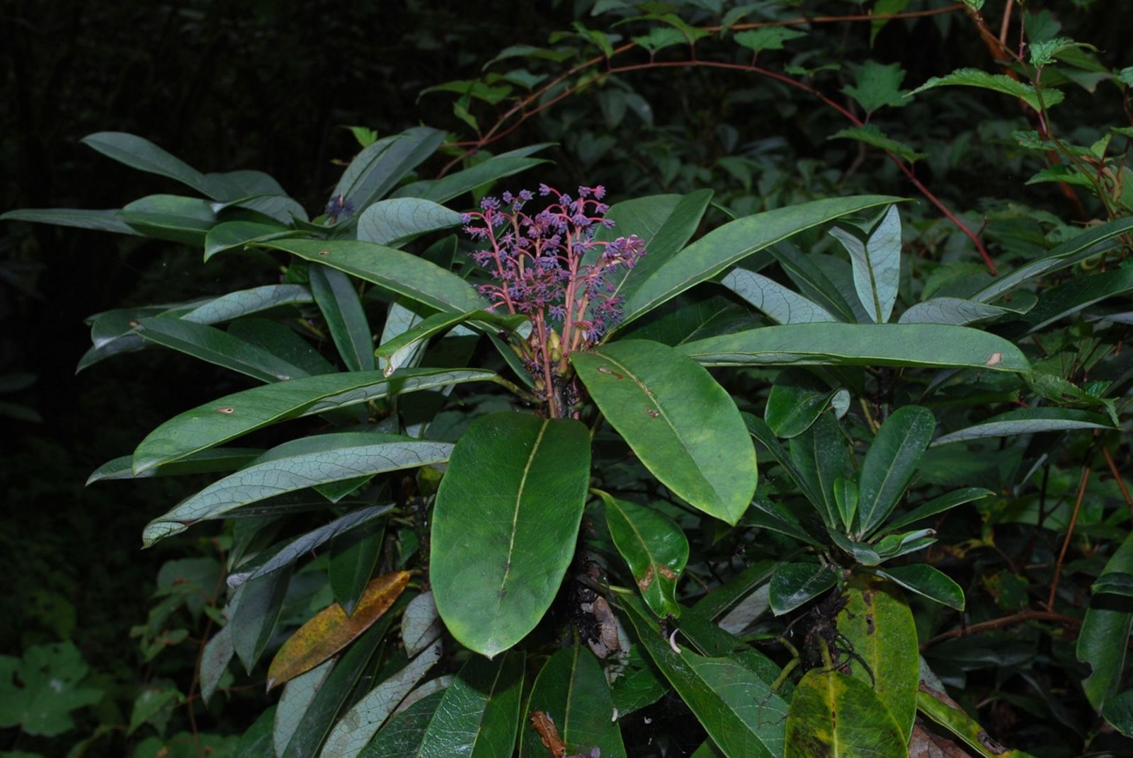 Daphniphyllum