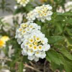 Lantana camara