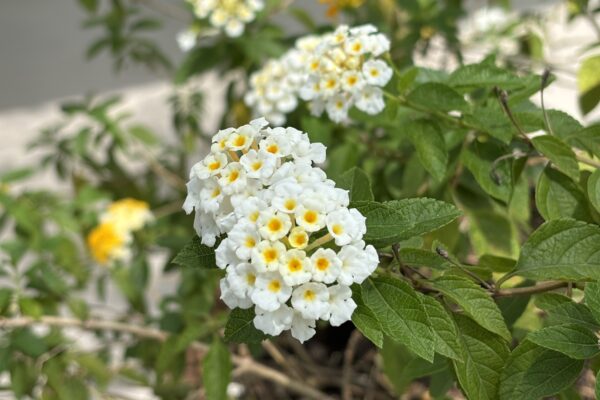 Lantana camara