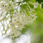 Cestrum nocturnum