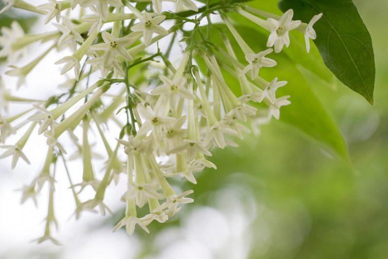 Cestrum nocturnum