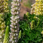 Lupinus
