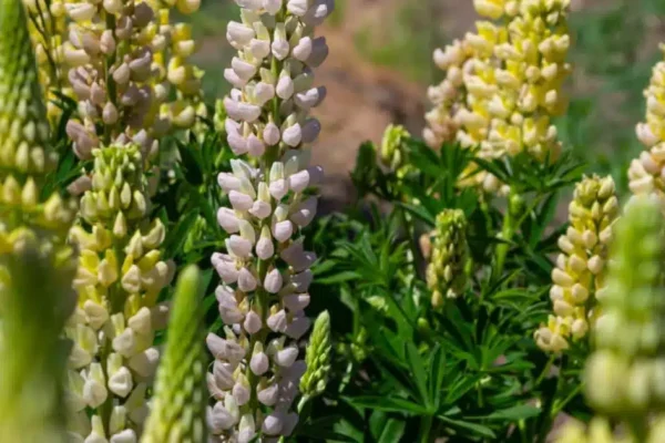 Lupinus