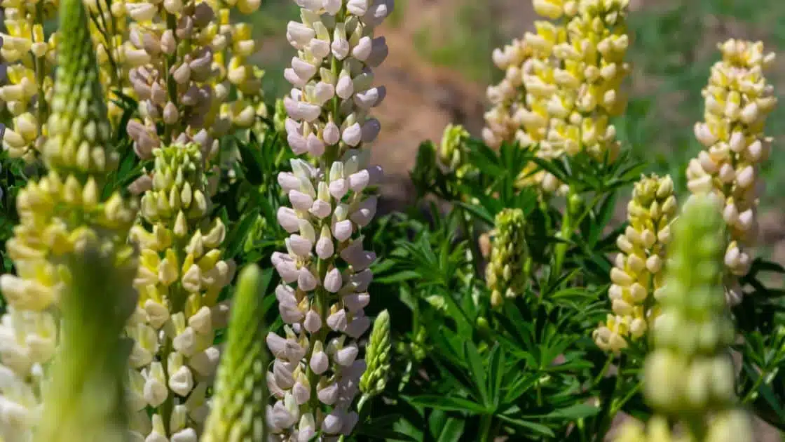 Lupinus