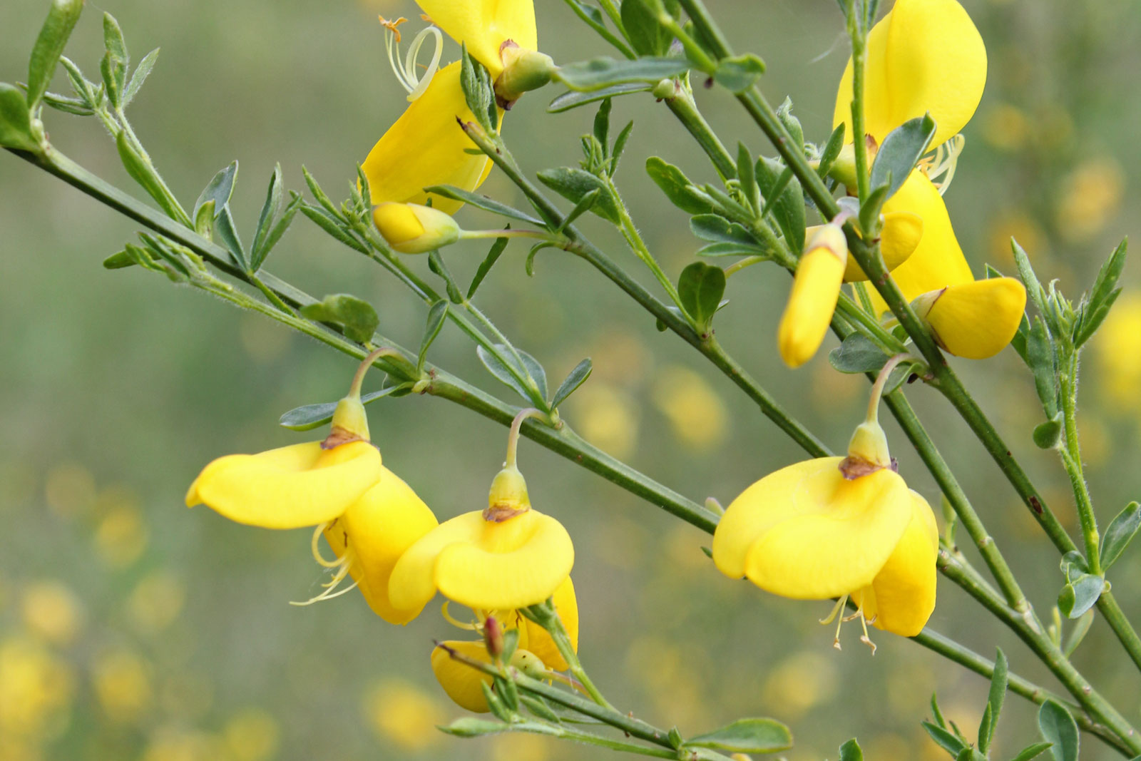 Cytisus scoparius