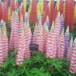 Lupinus
