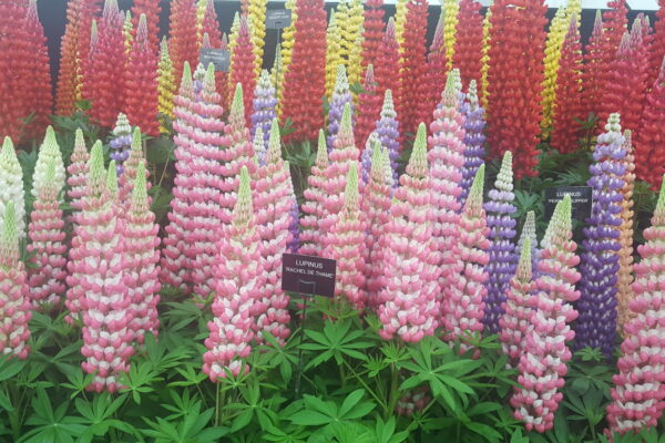 Lupinus