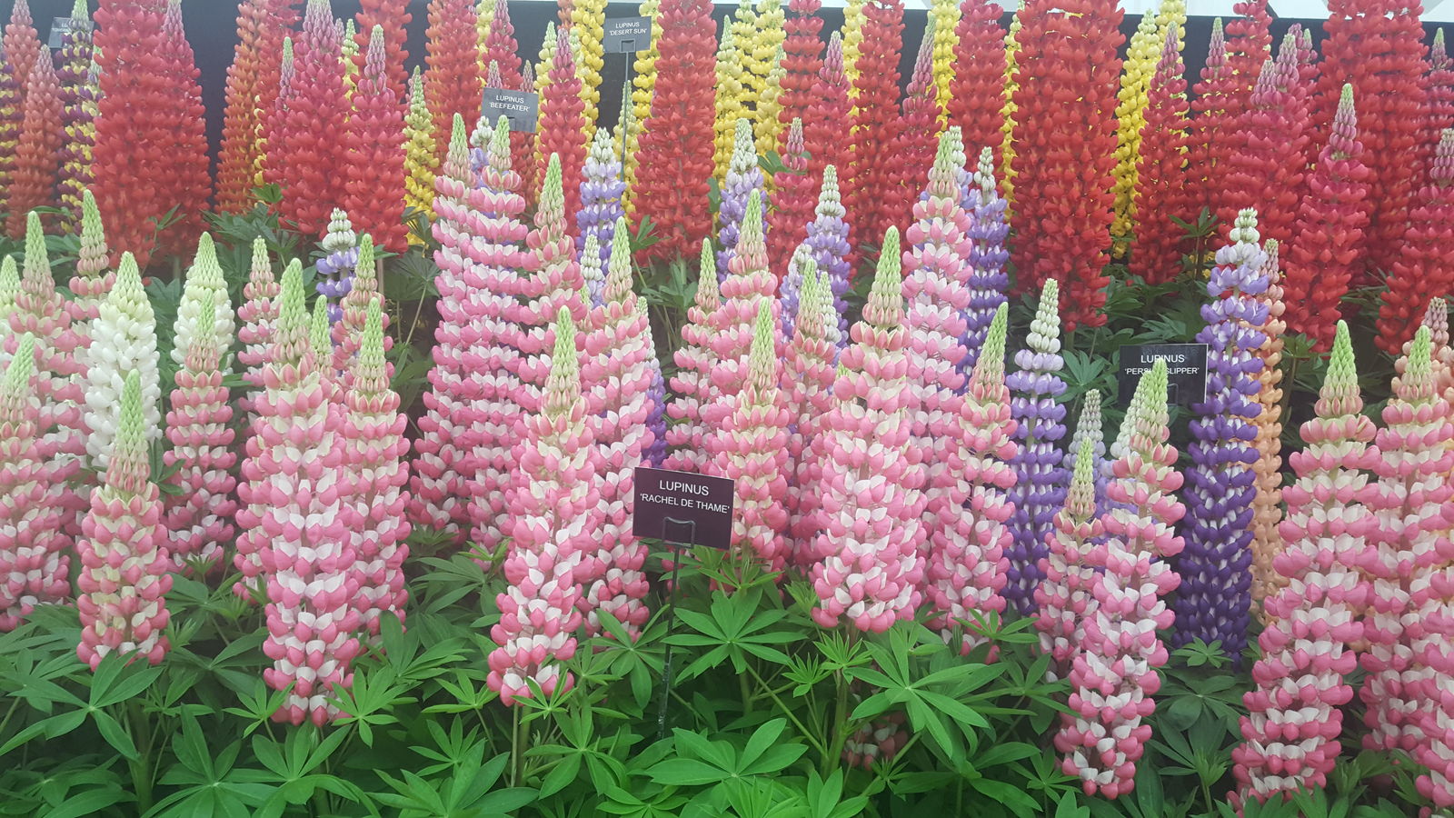 Lupinus