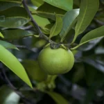 Hippomane mancinella