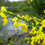Cytisus scoparius
