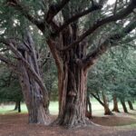 Taxus baccata
