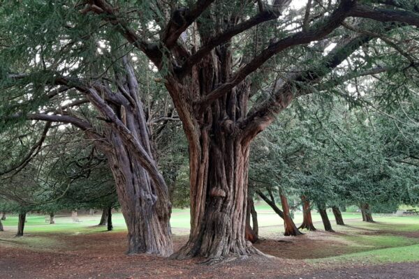 Taxus baccata