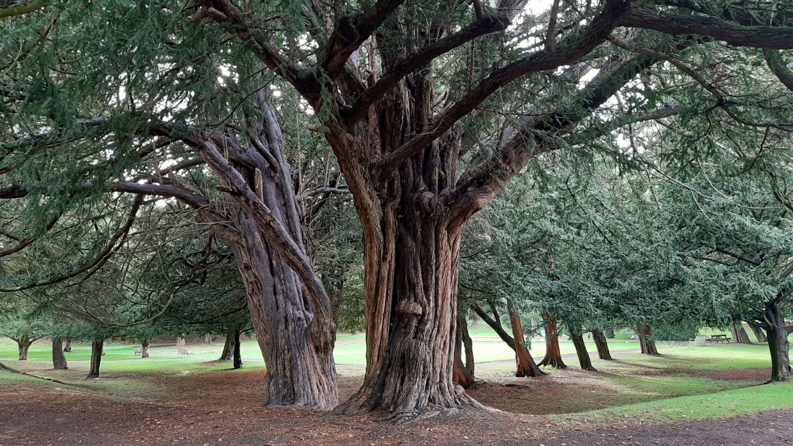 Taxus baccata