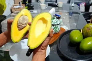 konsumsi alpukat