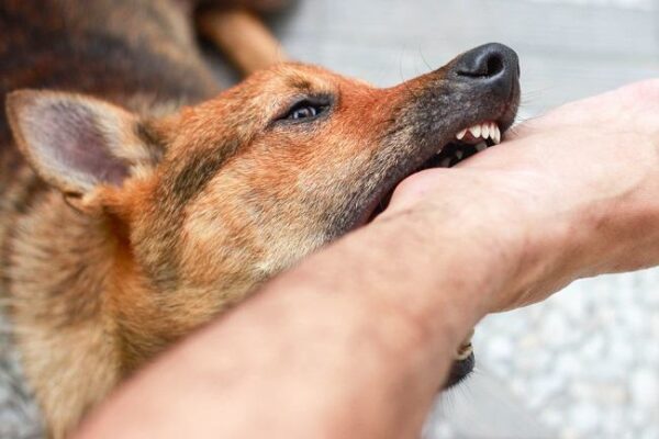 Penyakit Rabies dan Pentingnya Waspada Sejak Dini penyakit rabies