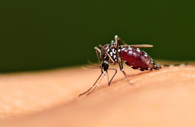 penyakit malaria
