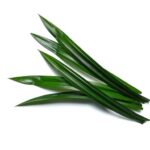 Daun pandan