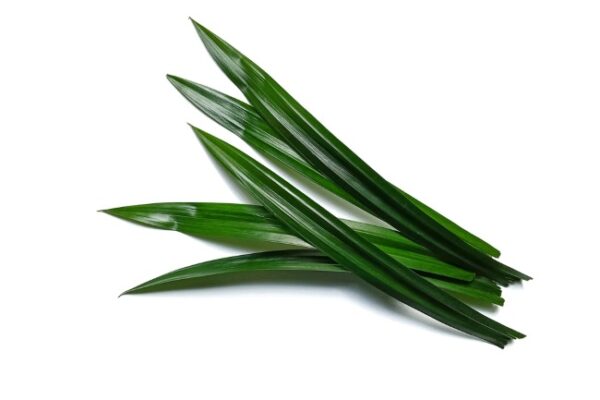 Daun pandan