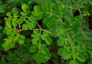 Daun kelor