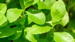 Daun beluntas