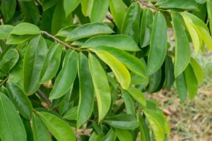 Daun sirsak