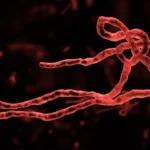 Ebola