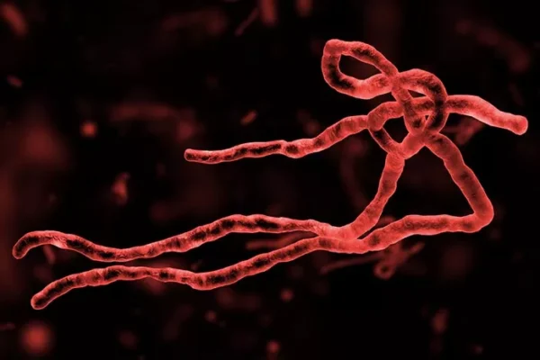 Ebola