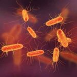 Bakteri E. coli