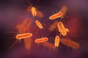 Bakteri E. coli