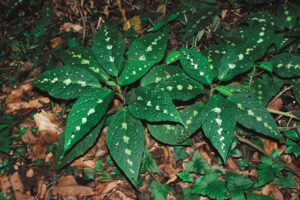 daun beracun
