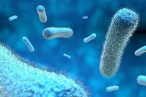 Bakteri Salmonella