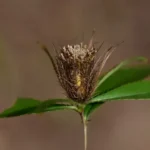 Atractylodes