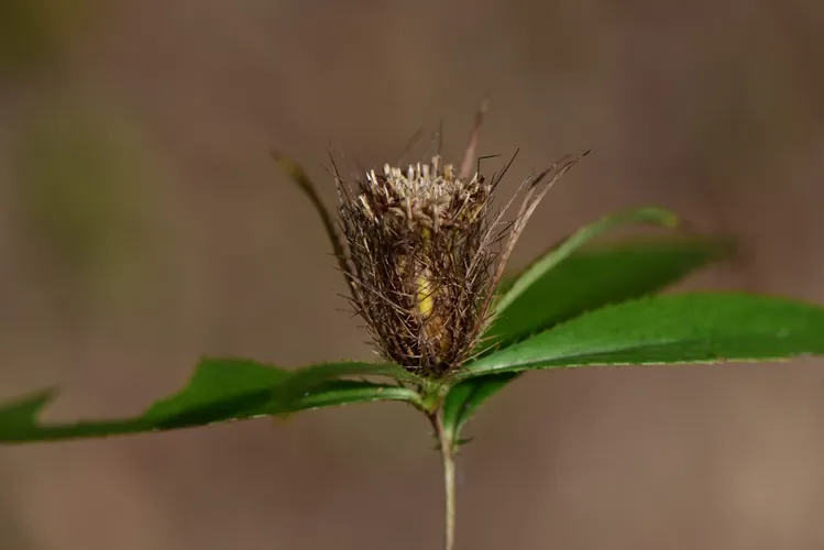 Atractylodes