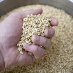 Malt
