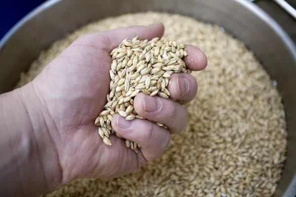 Malt