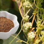 Cuscuta Seed